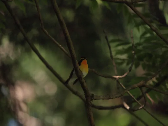 Species Image