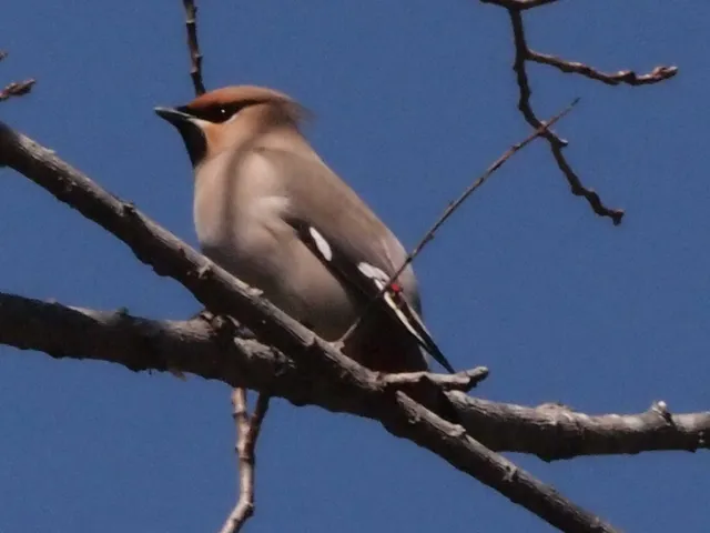 Species Image