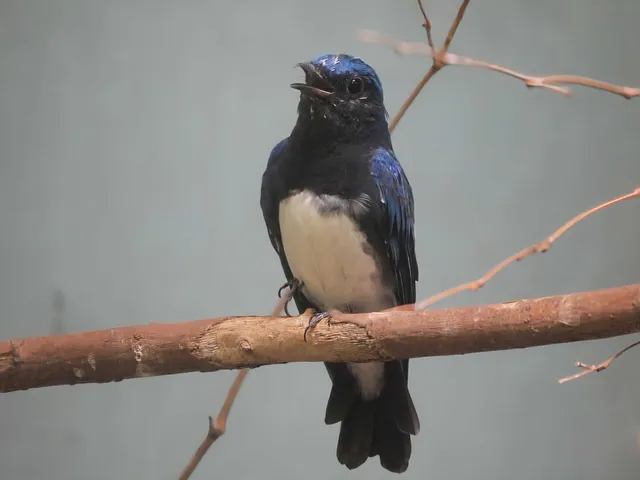 Species Image