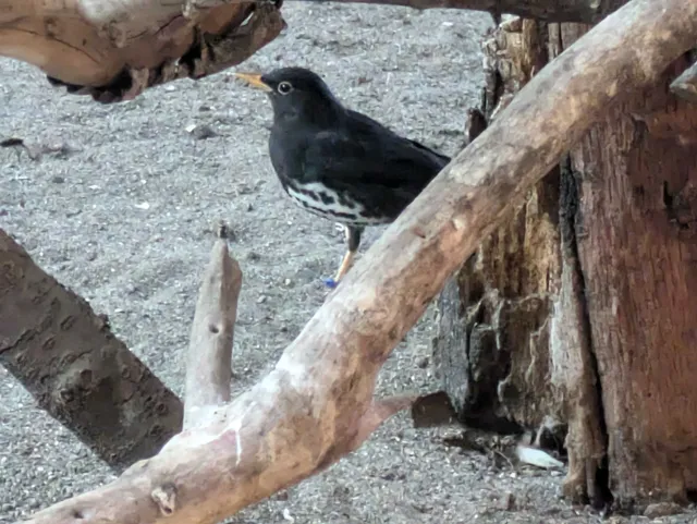 Species Image