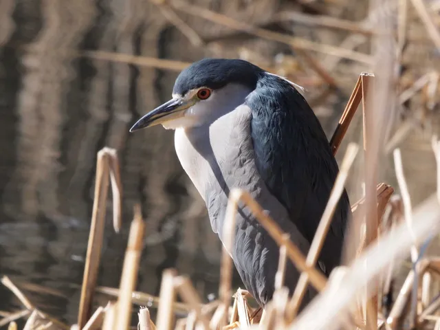 Species Image