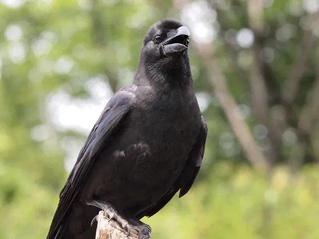 Species Image