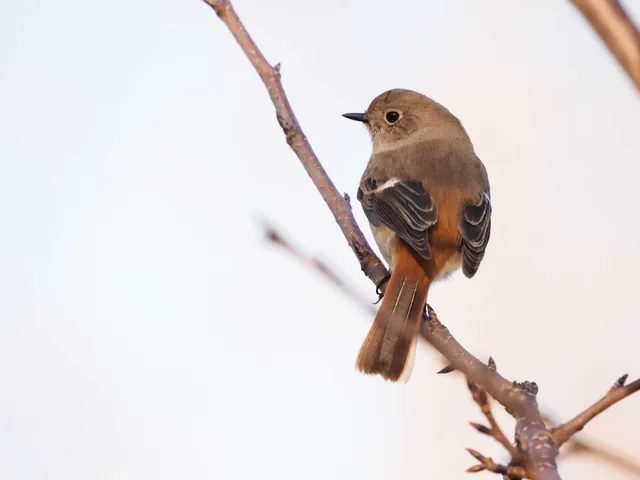 Species Image