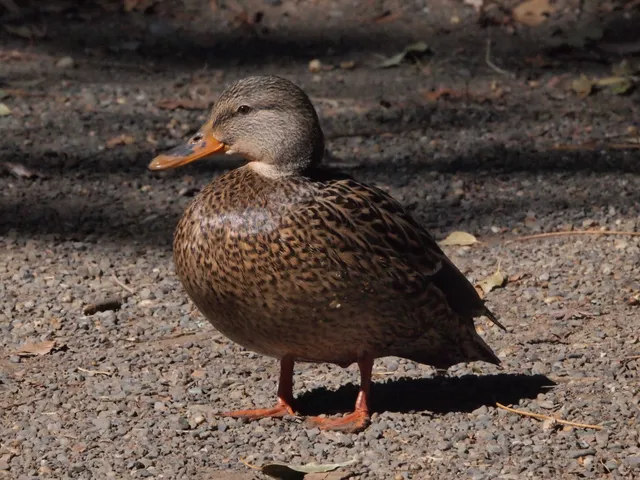 Species Image