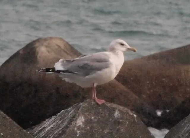 Species Image