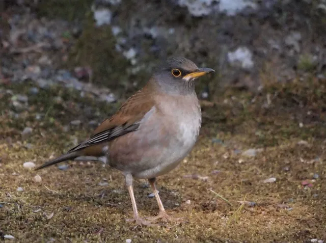 Species Image