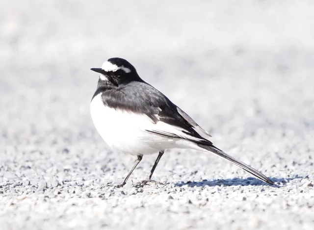 Species Image