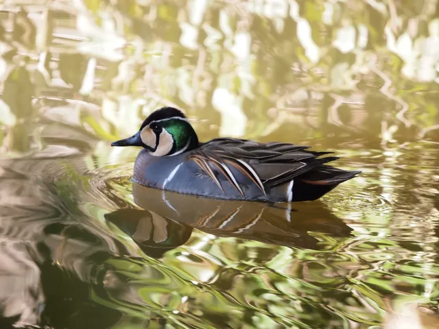 Species Image