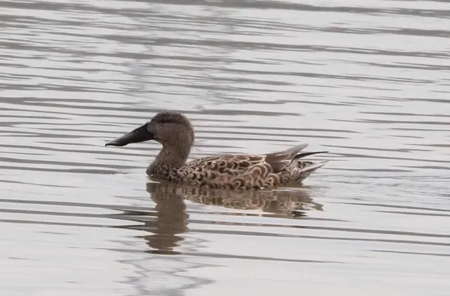 Species Image