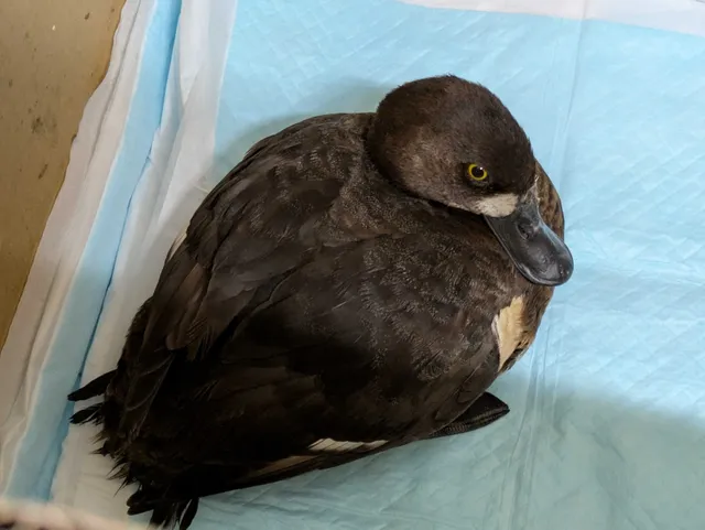 Species Image