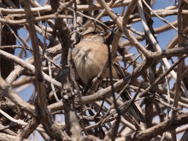 Species Image