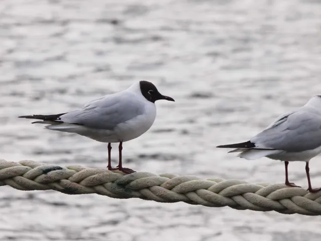 Species Image