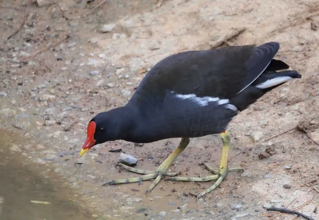 Species Image