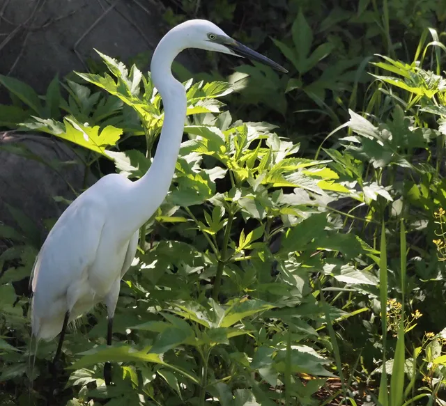 Species Image