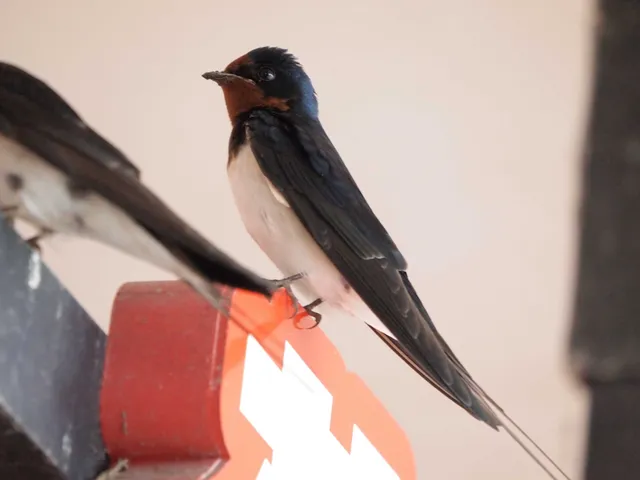 Species Image