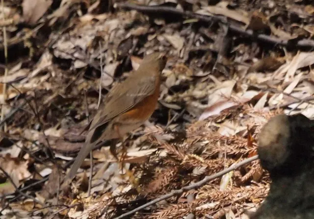 Species Image