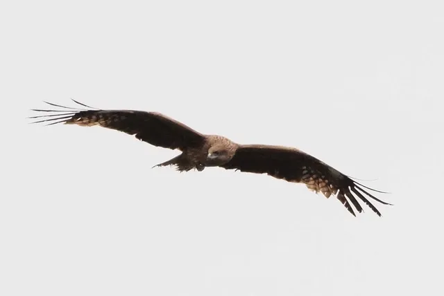 Species Image