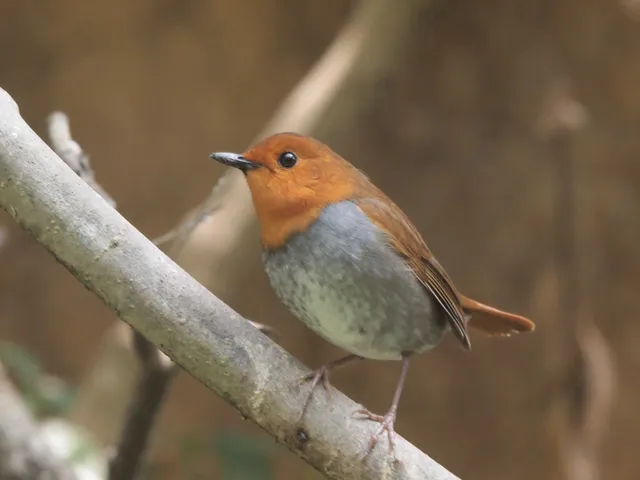 Species Image