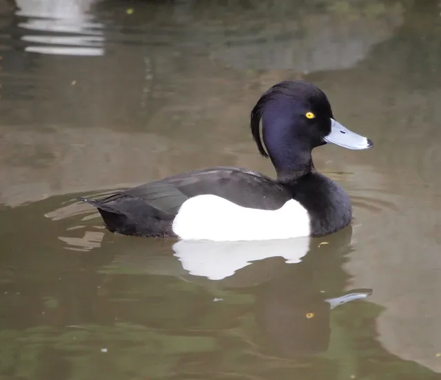 Species Image