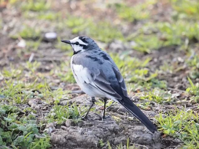 Species Image