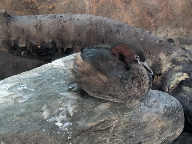 Species Image
