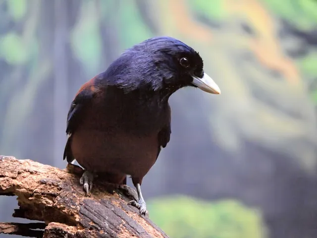 野鳥の写真