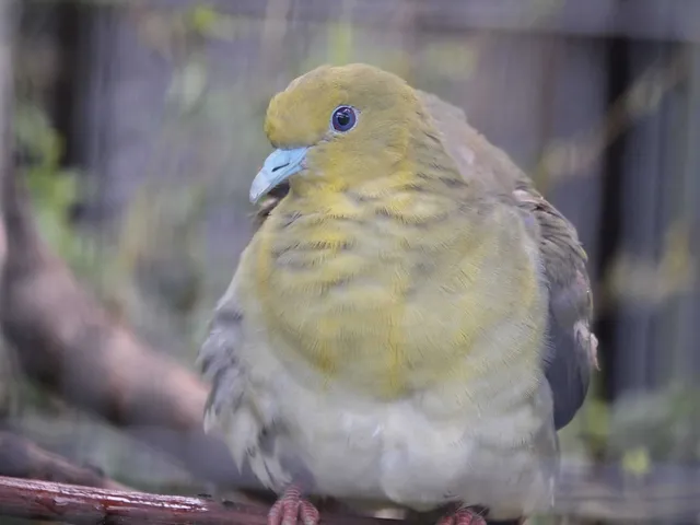 Species Image