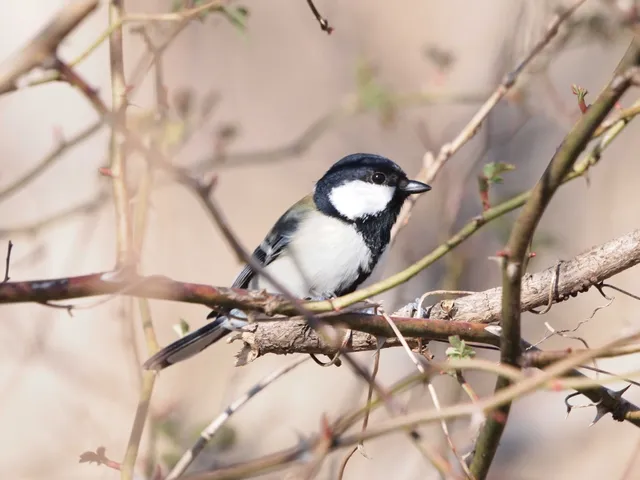 Species Image