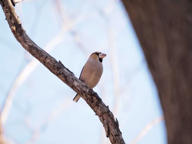 Species Image