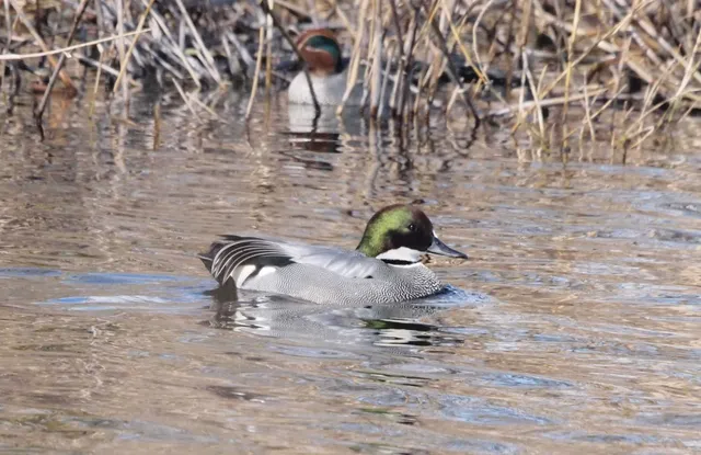 Species Image