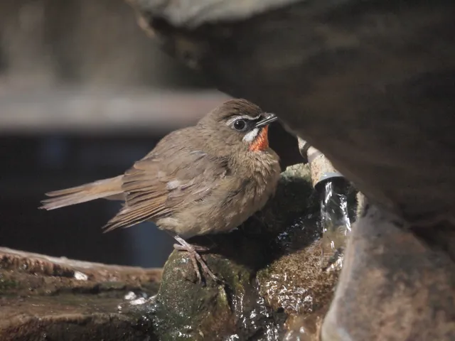 Species Image