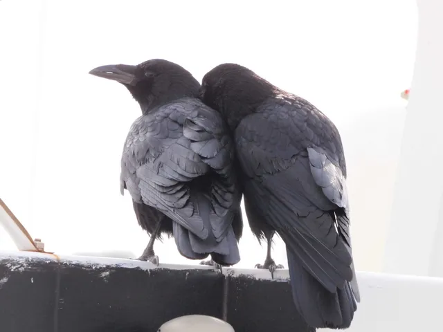 Species Image
