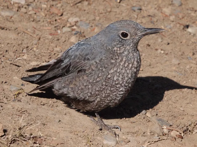 Species Image