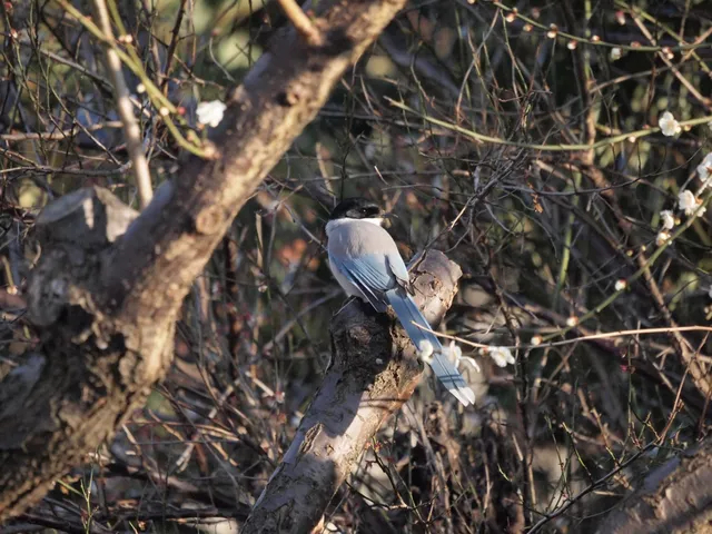 Species Image