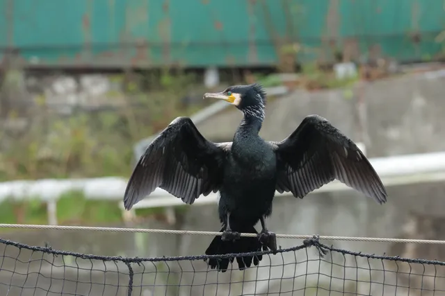 野鳥の写真