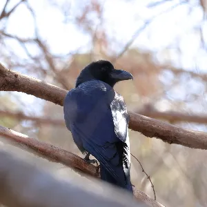 野鳥の写真