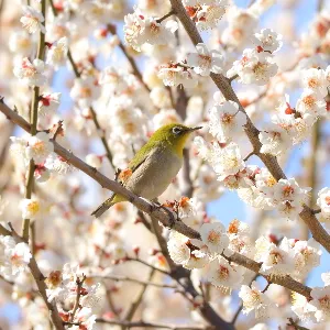 野鳥の写真