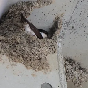 野鳥の写真