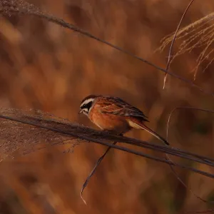 野鳥の写真