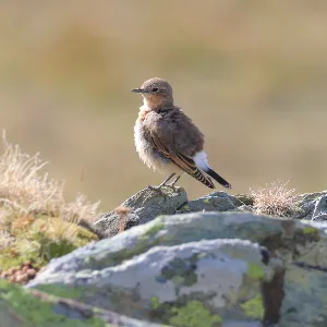 Species Image