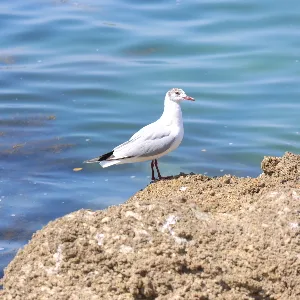 野鳥の写真