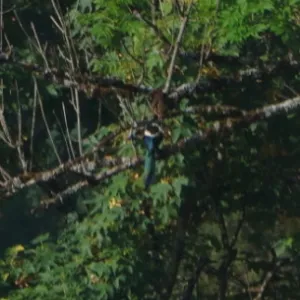 Species Image