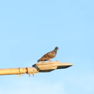 野鳥の写真