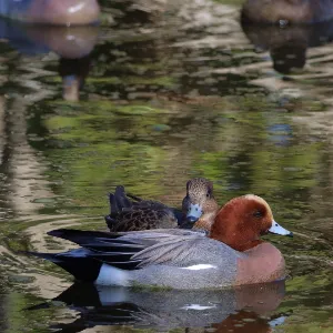 野鳥の写真