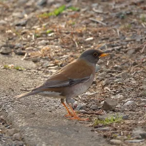 野鳥の写真
