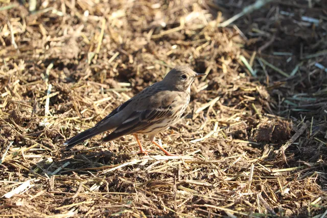 Species Image
