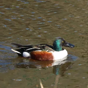 野鳥の写真
