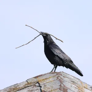 野鳥の写真