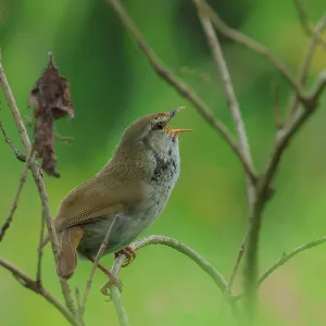 野鳥の写真
