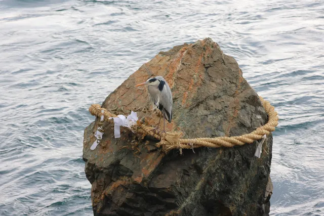 野鳥の写真